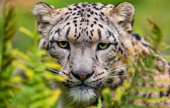 Look, face, cats, close-up, portrait, snow leopard, bars, wild cats