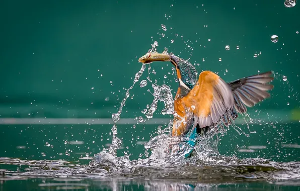 Water, squirt, bird, fish, mining, Kingfisher