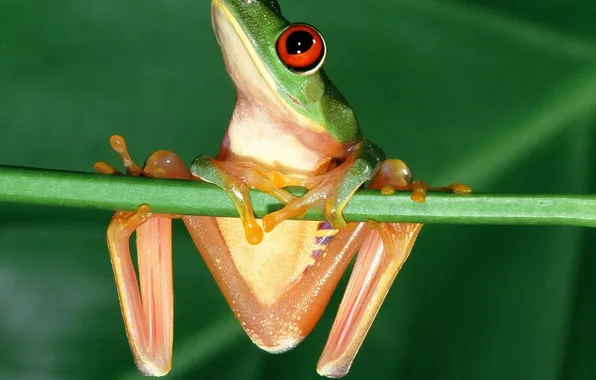 Picture eyes, frog, red, frog