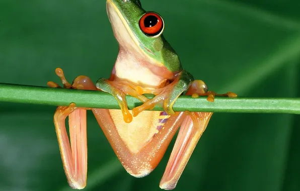 Eyes, frog, red, frog