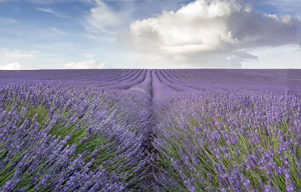 Picture field, lavender, countryside, farm, lavender field