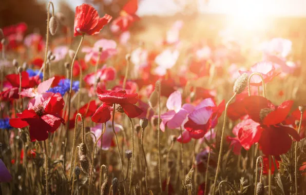 Summer, sunset, flowers, nature, Maki