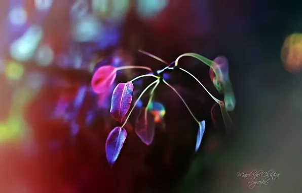 Picture leaves, macro, trees, sprig, plant