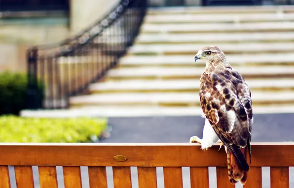 Bird, the fence, Falcon