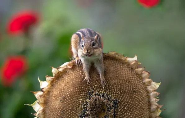 Picture mood, sunflower, Chipmunk, rodent