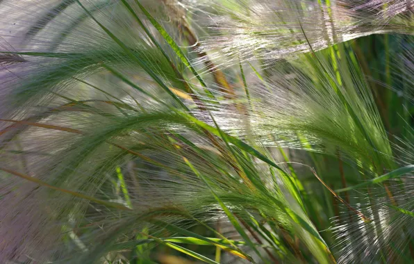 Summer, flowers, nature, beauty, plants, barley, cottage, flora