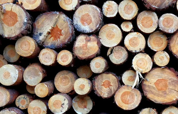 Background, tree, logs