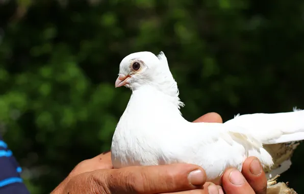 Background, dove, dove