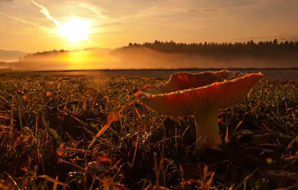 Picture autumn, forest, the sky, grass, leaves, the sun, clouds, light