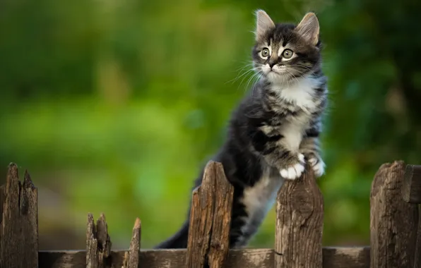 The fence, kitty, Yuriy Korotun
