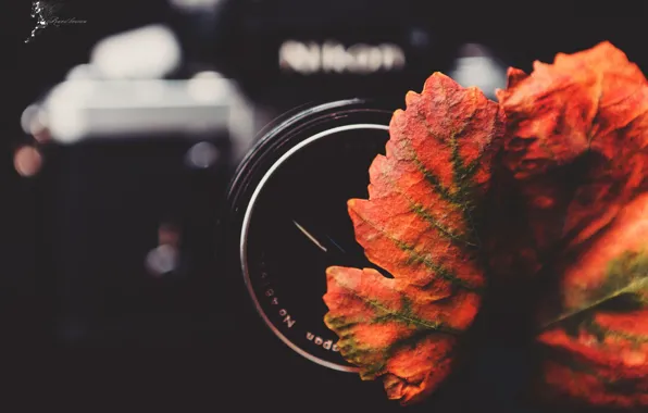 Autumn, sheet, camera, cameras, lens, lens