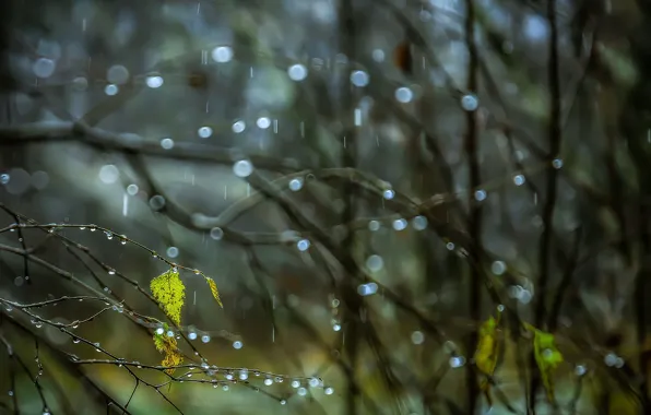 Picture leaves, drops, branches