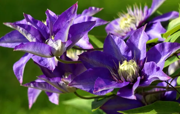 Macro, flowers, background, petals, purple, lilac, clematis, clematis