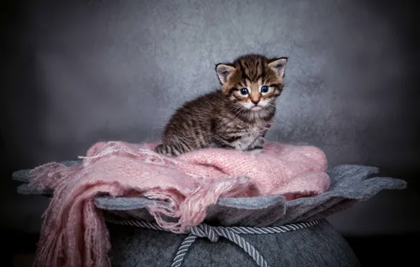 Cat, look, kitty, grey, baby, grey background, face, striped