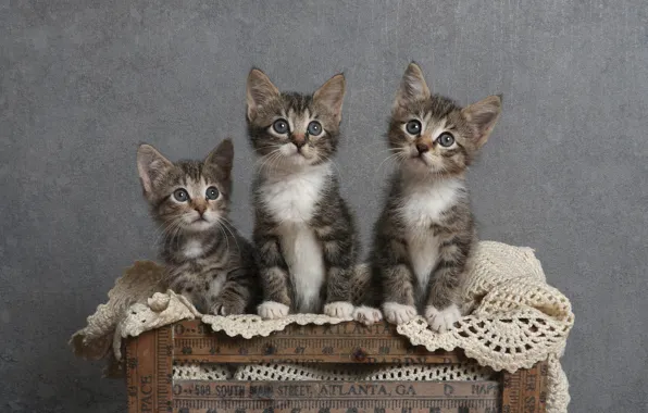 Cats, kitty, kittens, box, grey, trio, striped, three kittens
