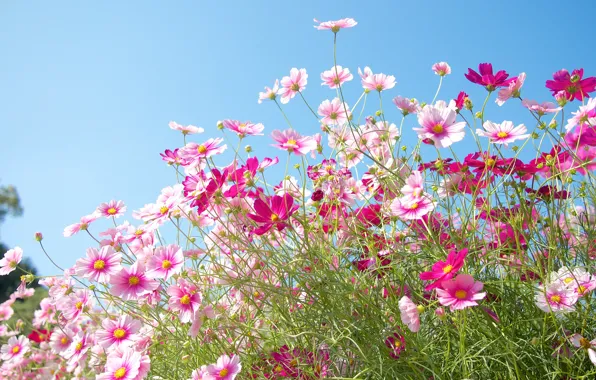 Field, the sky, nature, petals, meadow, kosmeya