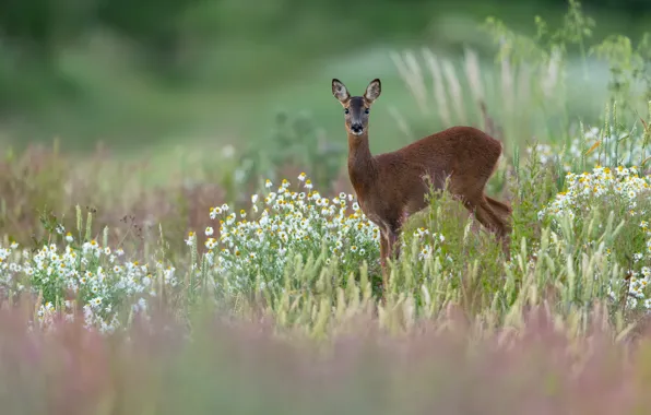 Grass, flowers, nature, glade, chamomile, ROE