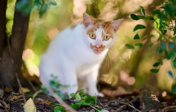 Cat, cat, look, face, leaves, light, branches, nature