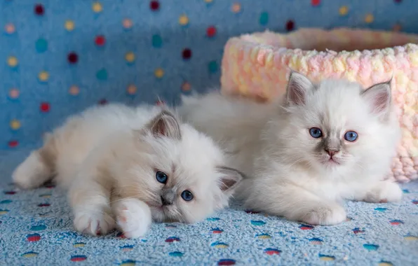 Cat, look, pose, kitty, kittens, white, blue eyes, kids
