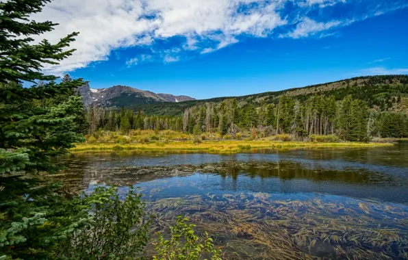 Forest, trees, nature, pond