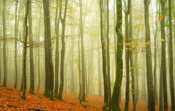 Autumn, forest, trees, trunks, autumn leaves