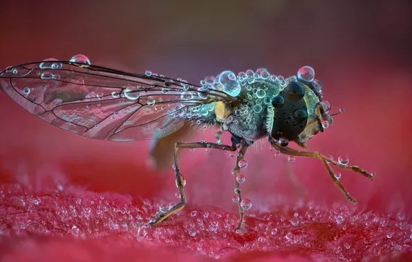 Drops, macro, fly, background, insect