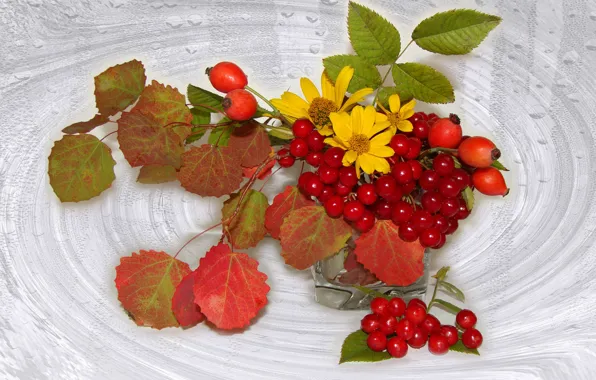 Picture leaves, mood, chamomile, briar, beautiful, beautiful, beauty, harmony