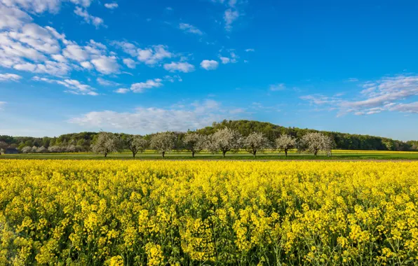 Field, the sky, rape