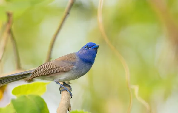 Summer, nature, bird