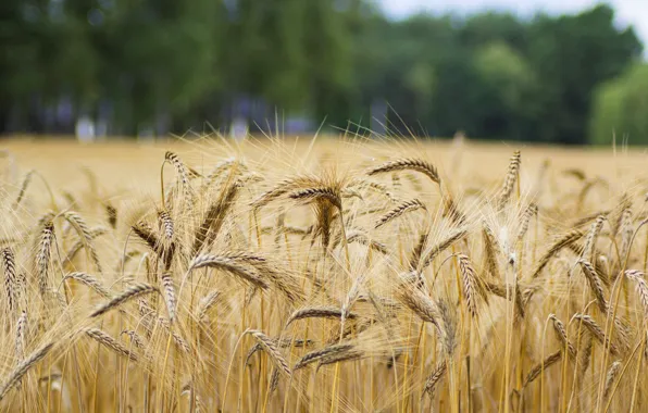 Picture field, summer, trees, nature, rye, spikelets, bread, ears