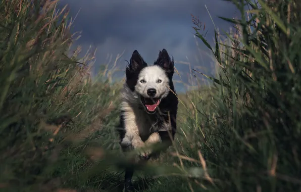 Field, language, look, nature, thickets, dog, running, walk