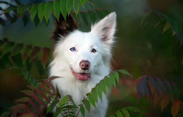 Nature, each, dog