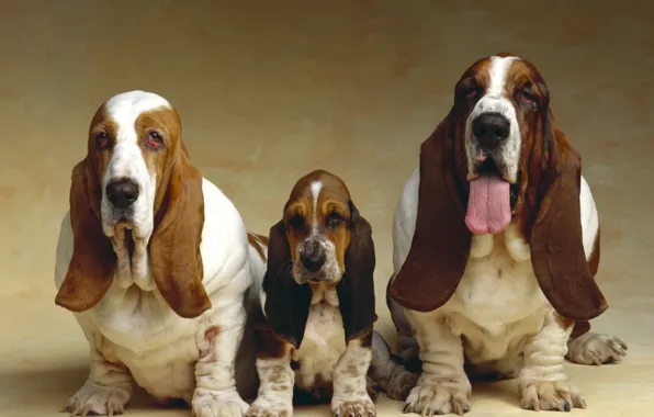 Photo, Puppy, Dogs, Animals, Three, Basset hound
