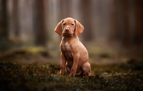 Forest, dog, puppy, bokeh, Marking the Hungarian