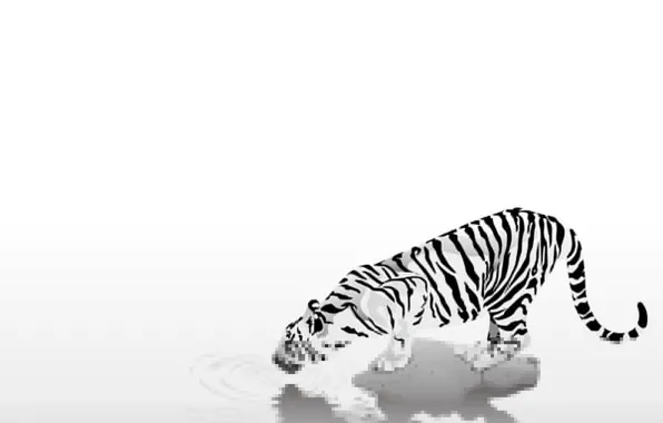 Animals, easy, strips, tiger, black & white, black and white, caution, thirst