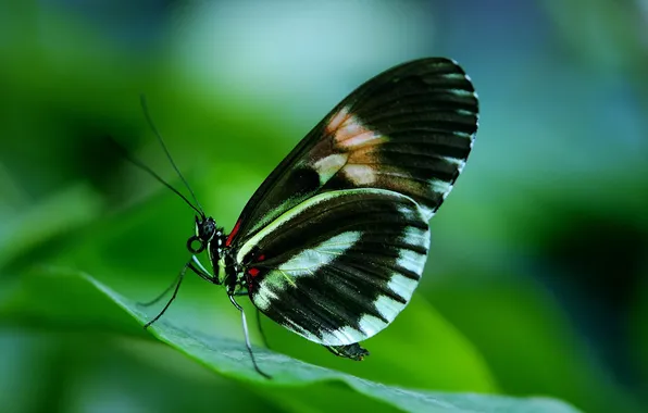 Leaves, microsemi, butterfly, wings, insect, beautiful, closeup