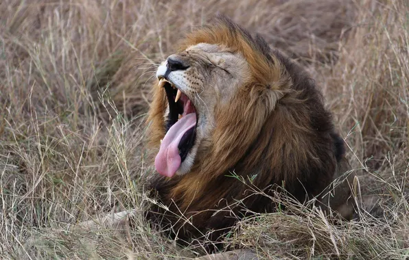 Cat, grass, Leo, mouth, yawns