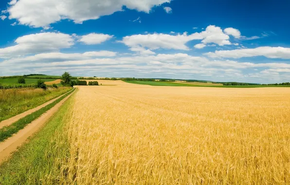 Picture the sky, the sun, ear, track, weed, obloka, The steppe