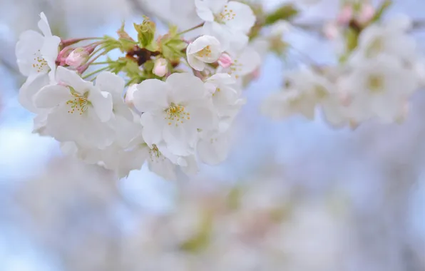 Cherry, spring, Sakura