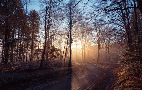 Picture road, forest, light