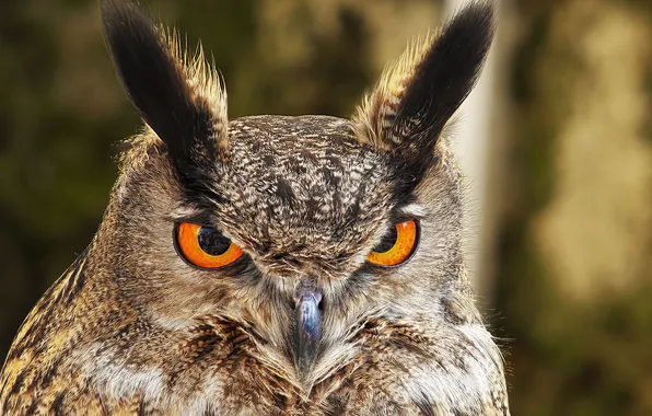 Picture eyes, look, owl, bird, owl