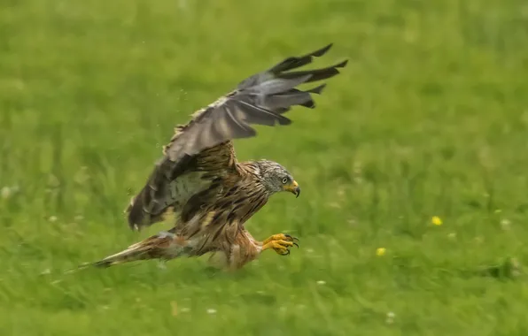 Picture bird, wings, predator, hunting, red kite
