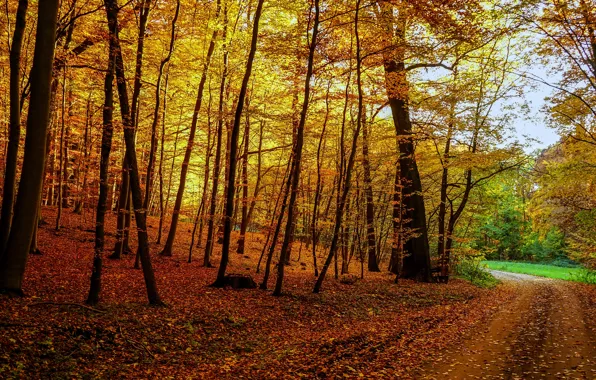 Road, autumn, forest, leaves, trees, branches, nature, Park