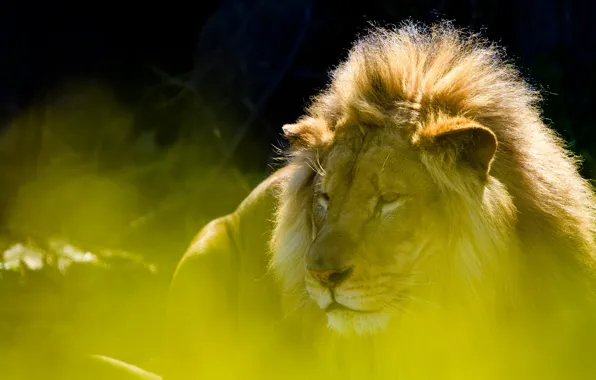 Leo, king, beast