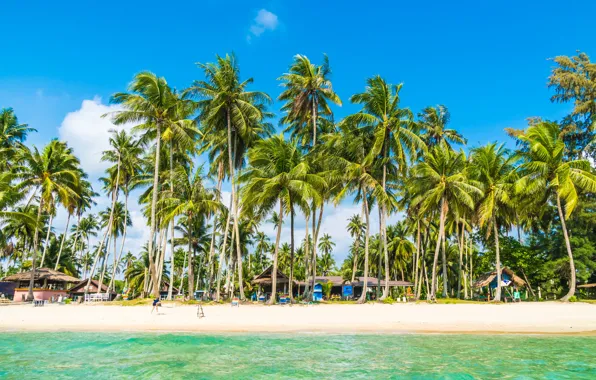 Picture sea, beach, tropics, palm trees