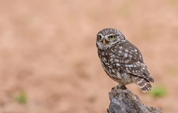 Picture background, owl, bird, owl