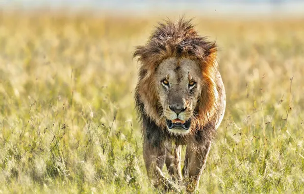 Picture field, grass, the sun, nature, predator, Leo, bokeh