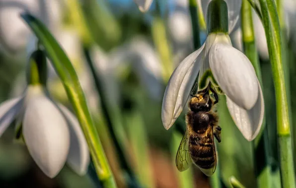 Picture macro, flowers, bee, snowdrops