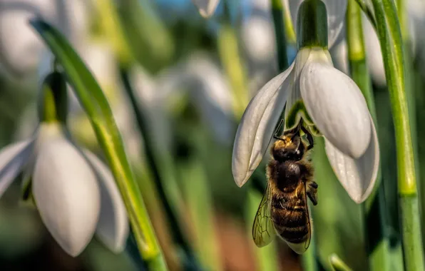 Macro, flowers, bee, snowdrops