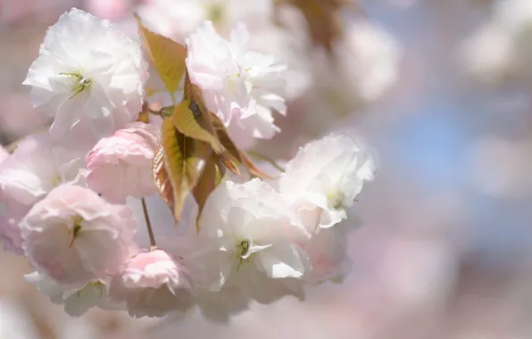Leaves, light, flowers, branch, spring, Sakura, white, flowering